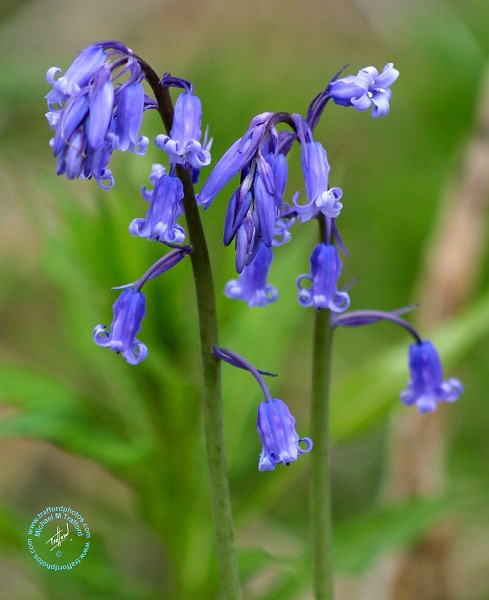 Bluebell 8T34D-19.JPG